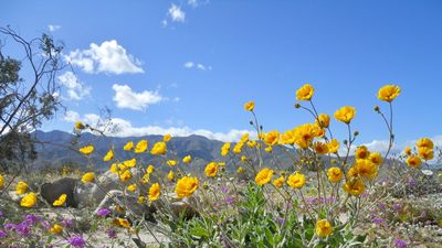 California native planting – 7 ideas for drought-tolerant flora