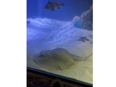 'Virgin' Stingray Expecting Offspring In Small-town US Aquarium