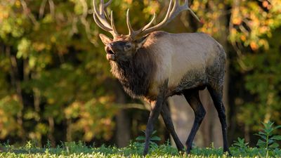 Canadian hiker learns the hard way not to approach 'friendly' elk