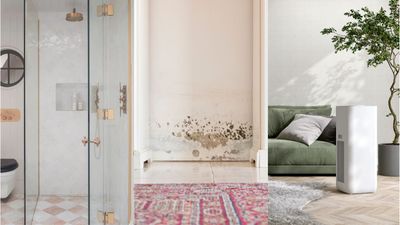 How to identify the most common types of household mold (and get rid of them)