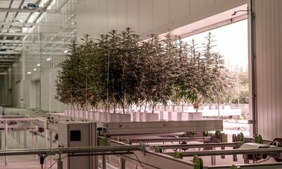 A greener weed: the UK firm growing carbon-neutral cannabis