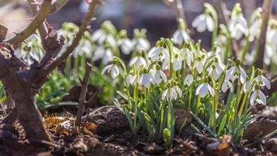 Why plant snowdrops 'in the green'? Experts explain all