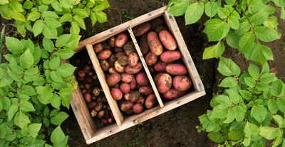 When to start chitting potatoes – the expert way to get a bumper crop of spuds