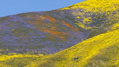 What is a super bloom – and how can you see one responsibly?