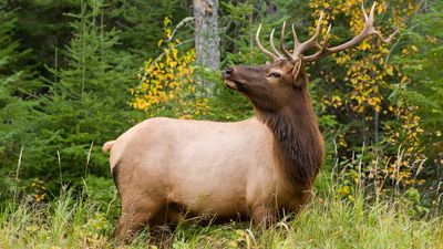 Hiker approaches short-tempered elk to say hello – it doesn't go well