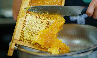 From beehive to kitchen table: UK beekeepers call for new law to trace honey’s origin