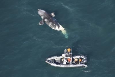Endangered Right Whales Face Threats from Vessel Strikes