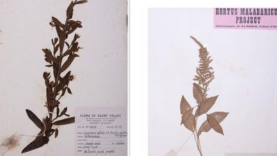 Calicut University herbarium becomes a NBA-recognised national repository