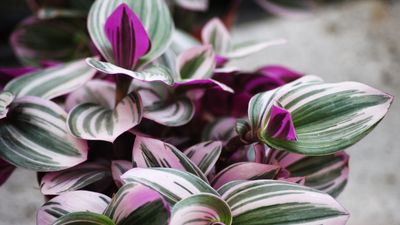 How to grow tradescantia – the indoor plant with vivid and unusual foliage