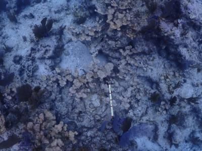 Record hot seawater decimates coral populations in the Florida Keys