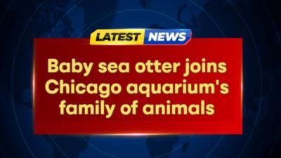 New baby sea otter joins Chicago aquarium after Alaska rescue