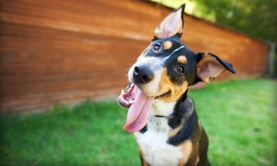 ‘Leave your expectations at the door’: how to support a rehomed dog