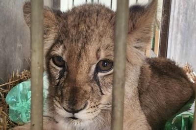 Lion mauls man to death after jumping into zoo enclosure