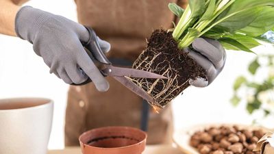 How to prune houseplant roots – why and how to add this task to your plant care routine