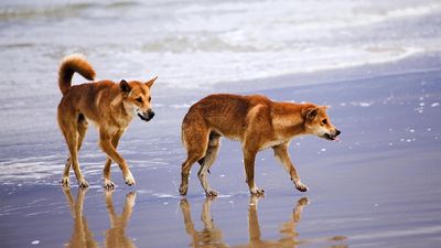 Dingoes put the bite on more tourists on Qld island