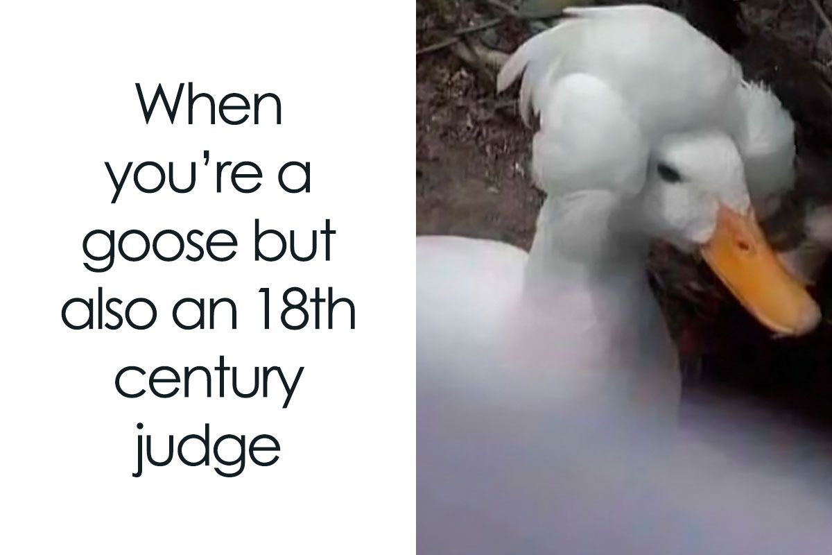 50 Top-Quality Bird Memes To Make You Grin Today, As…