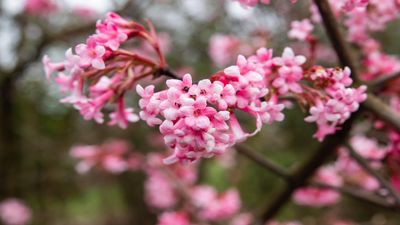 Best winter flowers for scent – 12 uplifting plants to grow