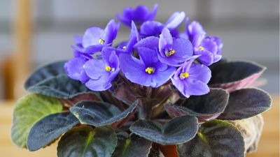 How to propagate African violets – to grow more of these vibrant flowers indoors