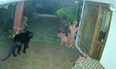 Eerie footage shows ‘ghost of the forest’ entering residence