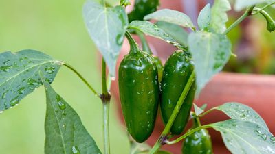 How to grow jalapeno peppers in pots – top tips for bumper container harvests