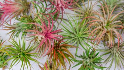 How to care for an air plant — 6 expert-approved tips to help them thrive indoors