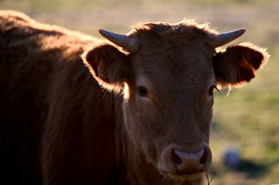 China Agrees To Lift Ban On Spanish Beef Imports