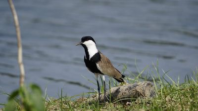 ‘First time in India’: African-Mediterranean wader bird spotted in Warangal