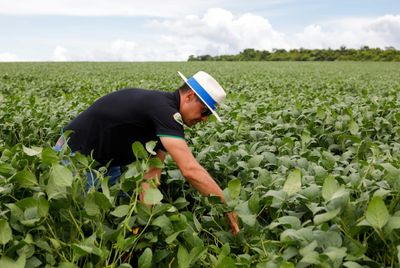 Natural Pesticides Gain Ground In 'Agri-tox' Capital Brazil