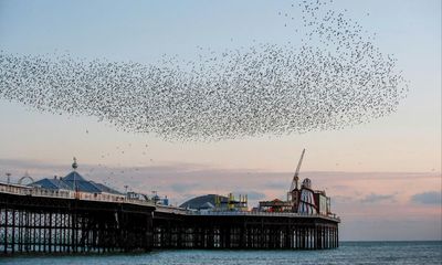 Country diary: For the starlings, this is a tale of two cities