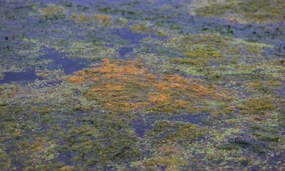 ‘Like the flip of a switch, it’s gone’: has the ecosystem of the UK’s largest lake collapsed?