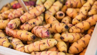 How to grow oca and get a crop of unique, colorful and versatile tubers
