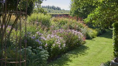 Flowering shrubs for full sun – 5 plants that can handle the heat