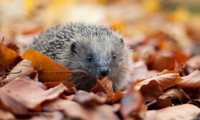 UK hedgehog sightings on the rise after years of decline, survey finds