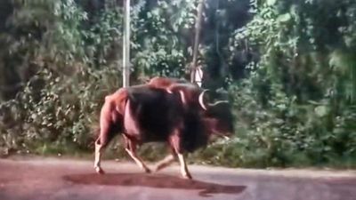 Wild gaur enters Munnar town