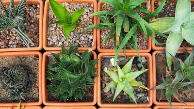 How to care for succulents — 7 essential tips from houseplant experts