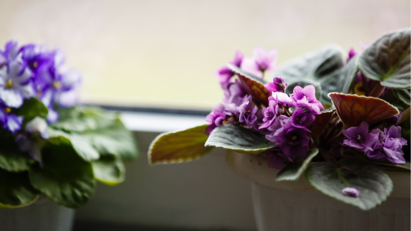 Why are my African violet leaves drooping? Experts…