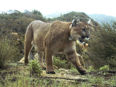 Cougar attacks five mountain bikers on a trail in Washington state