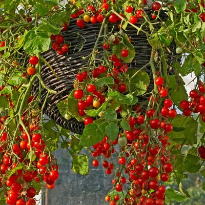 The hanging basket GYO trend is the new 'it' way to grow veg in a small space