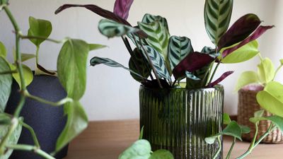 How to grow houseplants without soil – experts share their tips on hydroponics