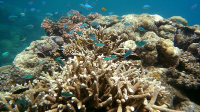 New classification system for reef coral bleaching