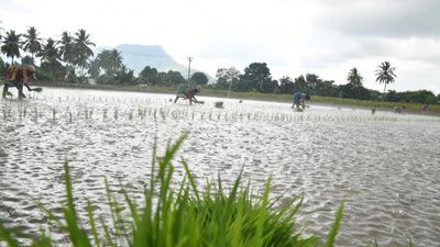 T.N. Agriculture Budget 2024 | Traditional paddy varieties to be cultivated on 10,000 acres