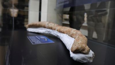 New study finds one of the oldest animal mummies is a forged fossil