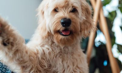 Reign of the goldendoodle: how it became the UK’s top dog