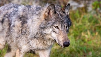 Does bear spray work on wolves?