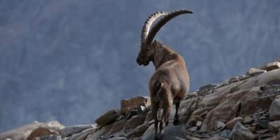 Mountain Goats Adapting To Climate Change By Becoming More Nocturnal