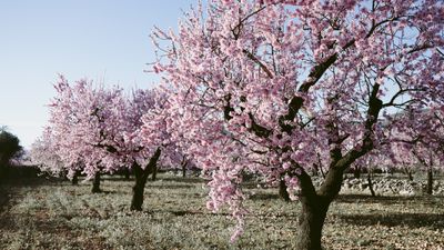 How to grow an almond tree – for beautiful blossom that can rival the cherry