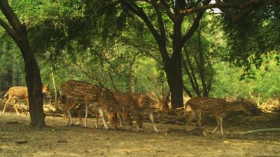 A herd of 37 deer translocated from NFCL in Kakinada to Nagarjunasagar Srisailam Tiger Reserve in Andhra Pradesh