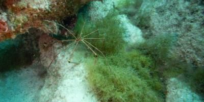 Scientists Uncover Mystery Of Giant Antarctic Sea Spider Reproduction
