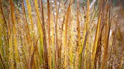 Best ornamental grasses for privacy – 5 top varieties for garden screening