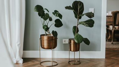 Large decorative pots for indoor plants — all under $80